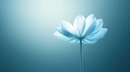 Beautiful blue lotus flower illuminated by soft light in tranquil setting presenting serene beauty in nature