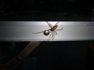 poisonous spider roaming the campsite at night