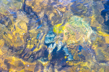 Sea turtle Turtles swim to the water surface in Brazil.