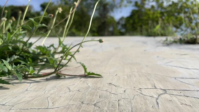 Close-up macro footage of a tiny grasshopper climbing on a slanted concrete surface under tropical sunlight.