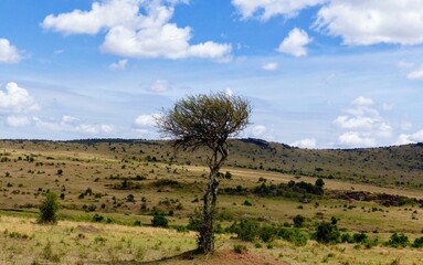 Obraz premium Wild African Steppe Landscape with Lone Tree and dramatic cloud formation, Masai Mara Reserve, Africa