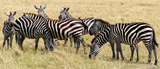 A unique wildlife photograph of a group of zebras standing closely together in the dry, arid steppe of the Masai Mara Reserve in Kenya, Africa