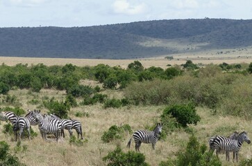 A group of zebras migrate across the arid steppe landscape of the Masai Mara with green trees in the background, Kenya, Africa