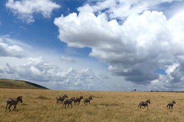 A breathtaking view of the wild African steppe in the Masai Mara Reserve, Africa, showing a group of zebras grazing under a spectacular cloud formation