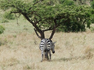 A funny wildlife photograph showing a single zebra from behind as it scratches itself against the trunk of an acacia tree in the Masai Mara Reserve, Kenya