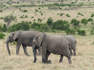 Fototapeta premium Group of Elephants in the Arid Steppe Landscape of the Masai Mara Reserve with Green Bushes, Kenya, Africa
