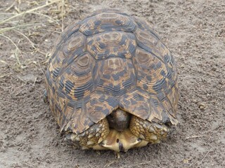 A detailed photograph of a land tortoise in its natural environment in the Masai Mara Reserve, Kenya