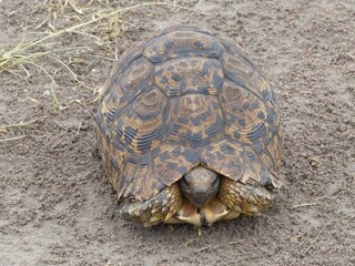 A detailed photograph of a land tortoise in its natural environment in the Masai Mara Reserve, Kenya