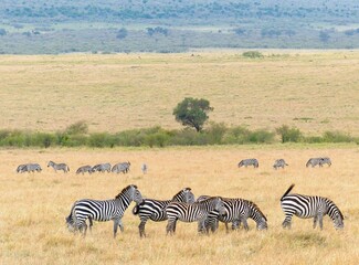 Obraz premium A unique wildlife moment showing a zebra herd standing together in the dry steppe with green vegetation in the Masai Mara Reserve, Africa