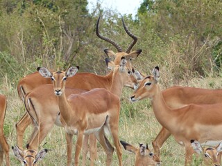 A natural wildlife scene showing a group of impala antelopes with a proud buck standing among them in the Masai Mara Nature Reserve, Kenya