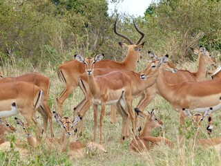 A natural wildlife scene showing a group of impala antelopes with a proud buck standing among them in the Masai Mara Nature Reserve, Kenya