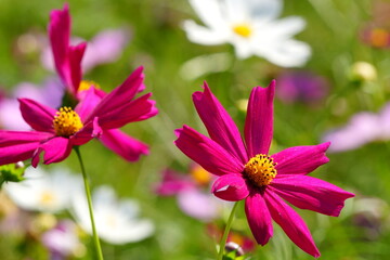 宮崎県西都市の西都原古墳群のコスモス