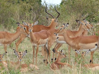 A natural wildlife scene showing a group of impala antelopes with a proud buck standing among them in the Masai Mara Nature Reserve, Kenya
