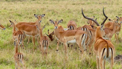 A natural wildlife scene showing a group of impala antelopes with a proud buck standing among them in the Masai Mara Nature Reserve, Kenya