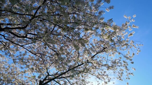White blossom flowers in spring. Blossom tree in bloom. A spring orchard filled with blossoming trees. White flowers blooming in spring. Blossoming cherry orchard. Cherry blossoms on blue sky.