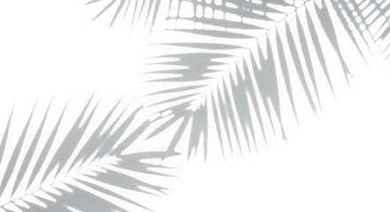 Shadows of palm leaves on a transparent background, abstract and minimalist