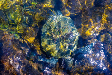 Sea turtle Turtles swim to the water surface in Brazil.
