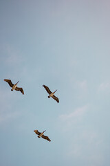 planes in the sky