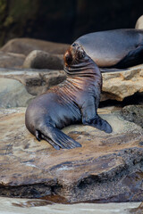 baby sea lion