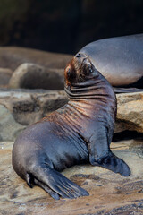 baby sea lion