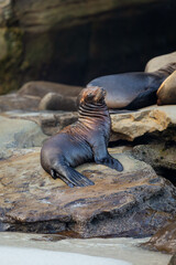 baby sea lion