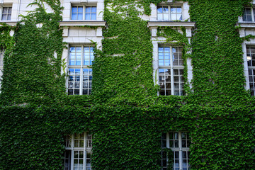 Classic, multi-story building facade largely concealed by dense, vibrant blanket of green ivy climbing around white-framed windows, creating stunning contrast between nature and historic architecture.
