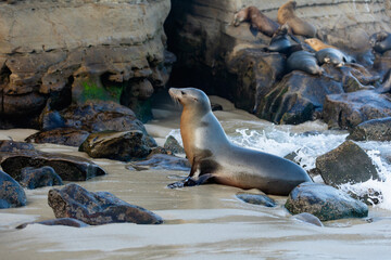 sea lion on shore