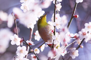 春の訪れを告げる梅の花とメジロ
