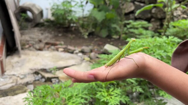 Close-up footage of a small green grasshopper resting on a person&rsquo;s hand outdoors, symbolizing nature connection and calm simplicity.