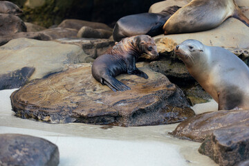sea lions