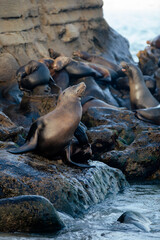 california sea lions 