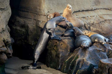sea lions on the rocks