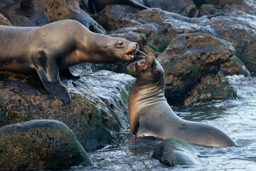 sea lions on the rocks