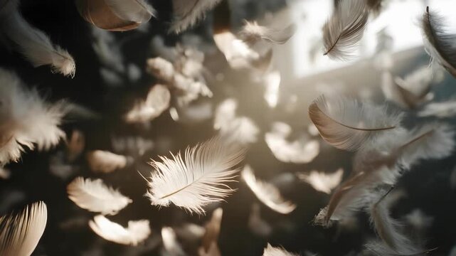 White feathers float and drift through warm backlight against a dark background.