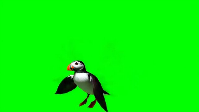 Playful puffin moving across vivid green backdrop in cinematic view