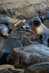 sea lions on the rocks