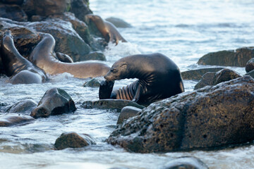 california sea lion