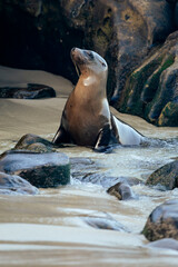 sea lion on a beach