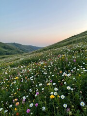meadow with flowers