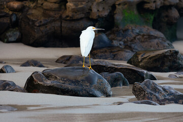 snowy egret
