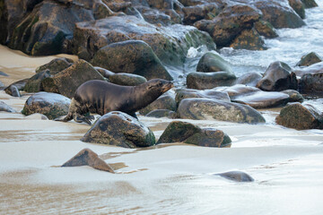 sea lion running on the beach