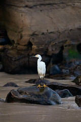 snowy egret