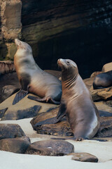 sea lions on the rocks