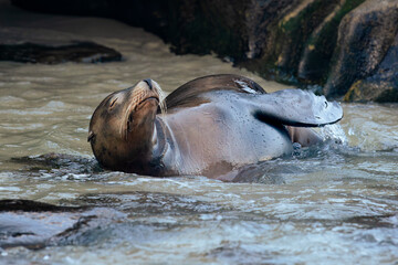 sea lion swimming
