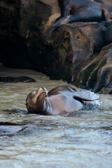 sea lion in the water