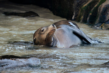 sea lion swimming