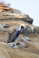 pelican on the beach