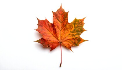 Obraz premium A single maple leaf with vibrant orange, red and green hues, lying on a stark white background