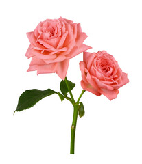 Coral fresh rose flowers isolated on white or transparent background