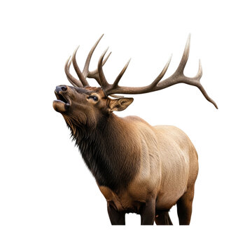 Large elk stands with impressive antlers, vocalizing on a solid black background